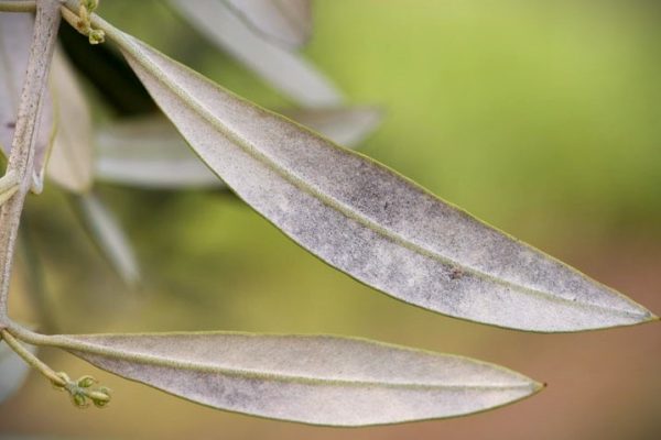 El emplomado o repilo plomizo en cultivos de olivo