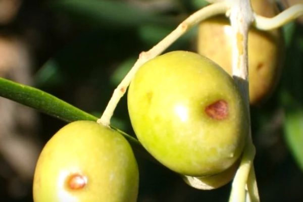 Plantación de olivos afectada por el escudete