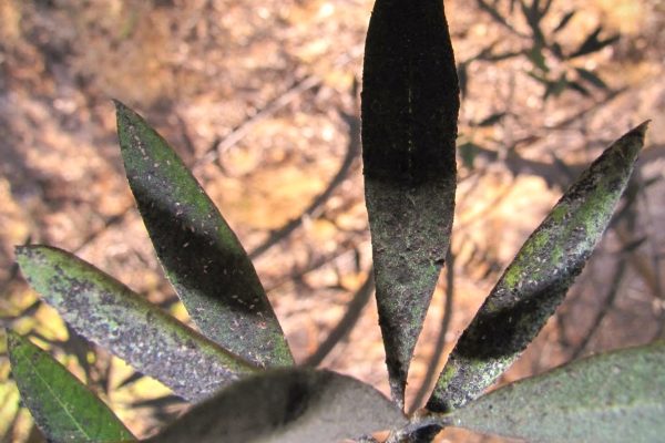 Negrilla en plantaciones de olivo