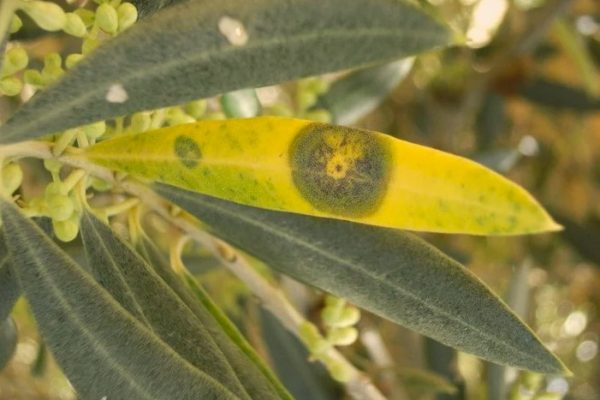 El repilo en plantaciones de olivo