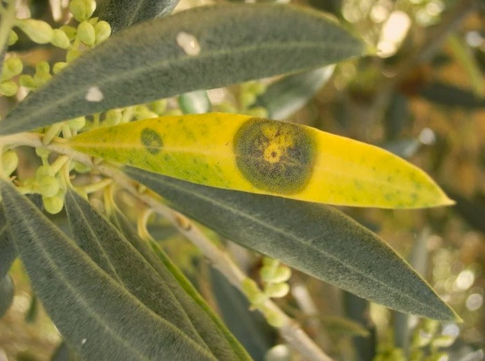 El repilo en plantaciones de olivo