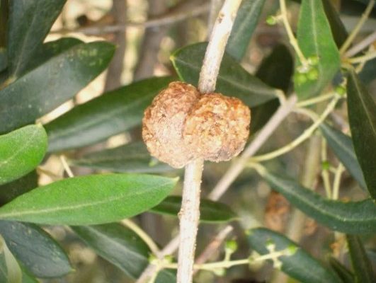 La tuberculosis en cultivos de olivo