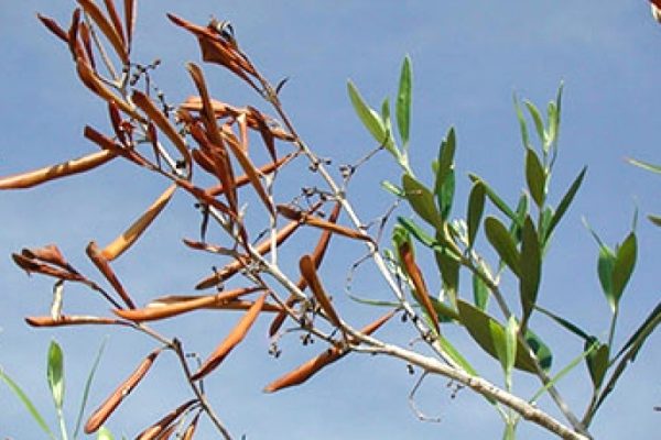 La verticilosis del olivo en cultivos