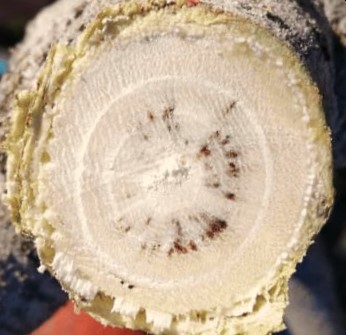La verticilosis en cultivos de pistacho