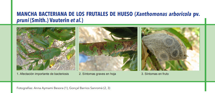 MANCHA BACTERIANA DE LOS FRUTALES DE HUESO (Xanthomonas arboricola pv. pruni (Smith.) Vauterin et al.)