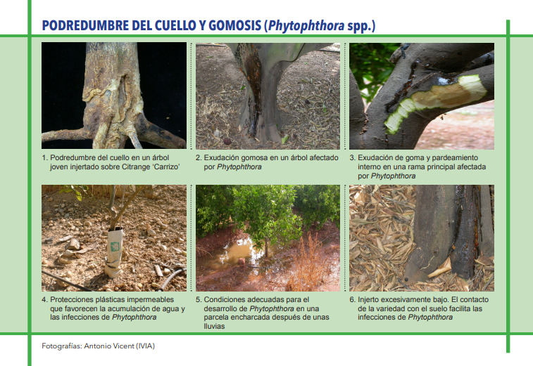 PODREDUMBRE DEL CUELLO Y GOMOSIS (Phytophthora spp.)