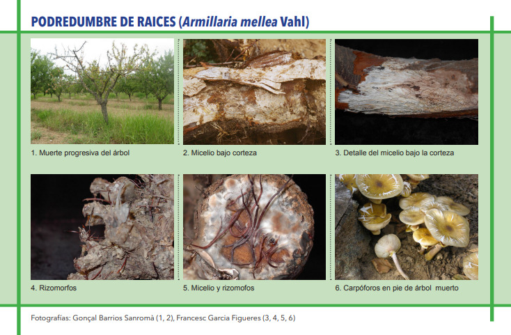 PODREDUMBRE DE RAICES (Armillaria mellea Vahl)