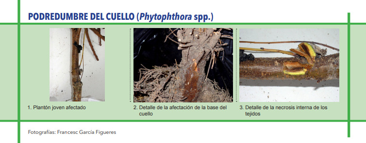 PODREDUMBRE DEL CUELLO (Phytophthora spp.)