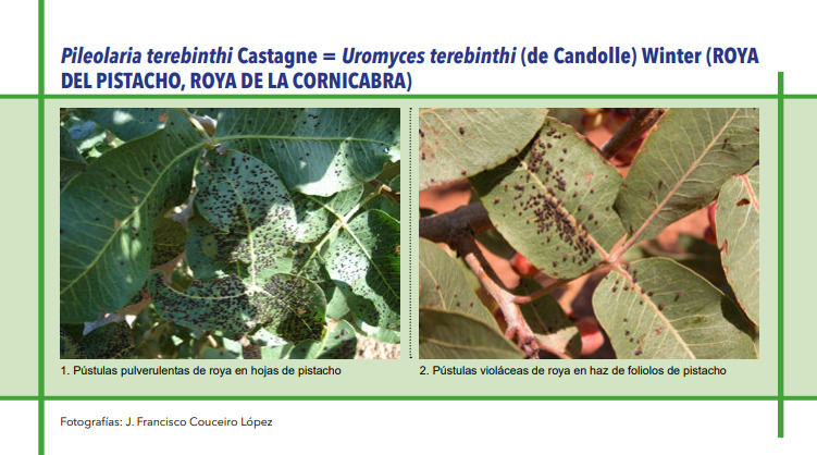ROYA DEL PISTACHO, ROYA DE LA CORNICABRA (Pileolaria terebinthi Castagne = Uromyces terebinthi (de Candolle) Winter)