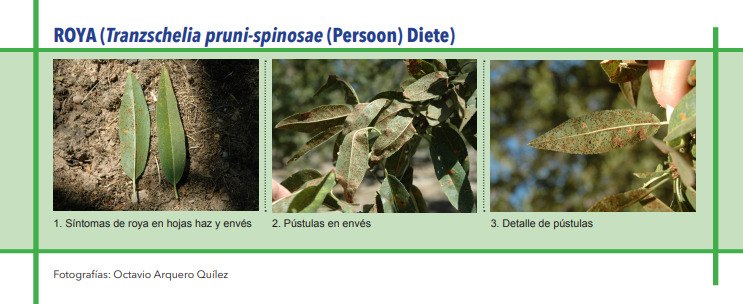 ROYA (Tranzschelia pruni-spinosae (Persoon) Diete)