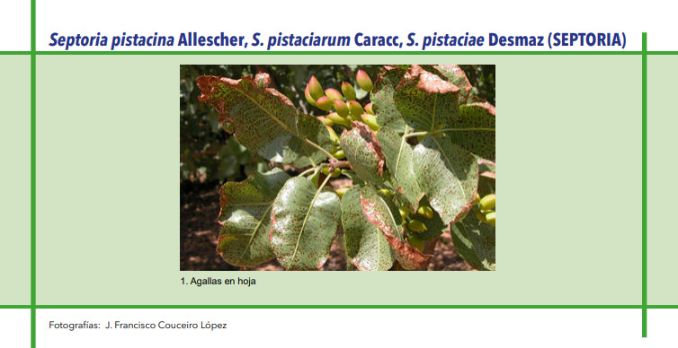 SEPTORIA (Septoria pistacina Allescher, S. pistaciarum Caracc, S. pistaciae Desmaz)