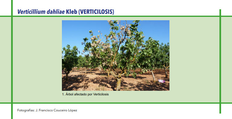 VERTICILOSIS (Verticillium dahliae Kleb)