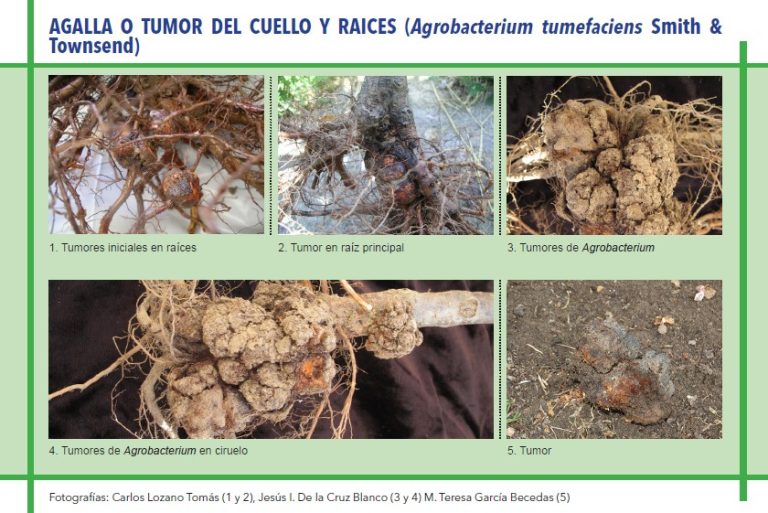 AGALLA O TUMOR DEL CUELLO Y RAICES (Agrobacterium tumefaciens Smith & Townsend)