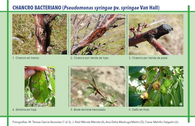 CHANCRO BACTERIANO (Pseudomonas syringae pv. syringae Van Hall)