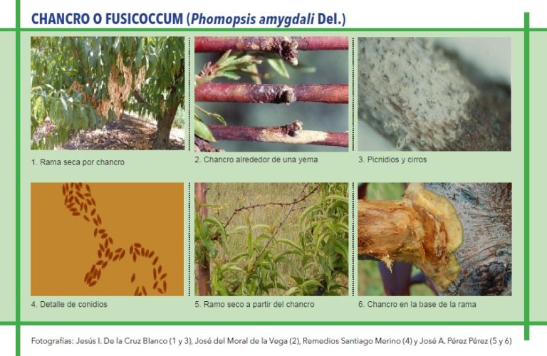 CHANCRO O FUSICOCCUM (Phomopsis amygdali Del.)
