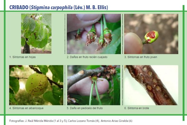 CRIBADO (Stigmina carpophila (Lév.) M. B. Ellis)