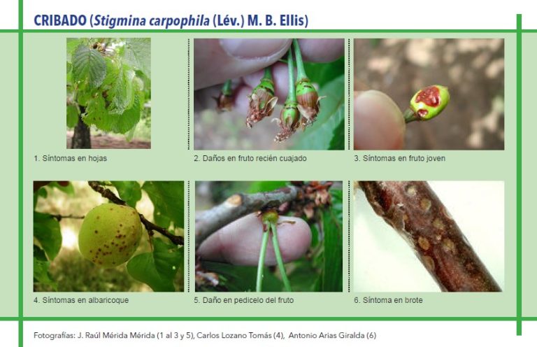 CRIBADO (Stigmina carpophila (Lév.) M. B. Ellis)