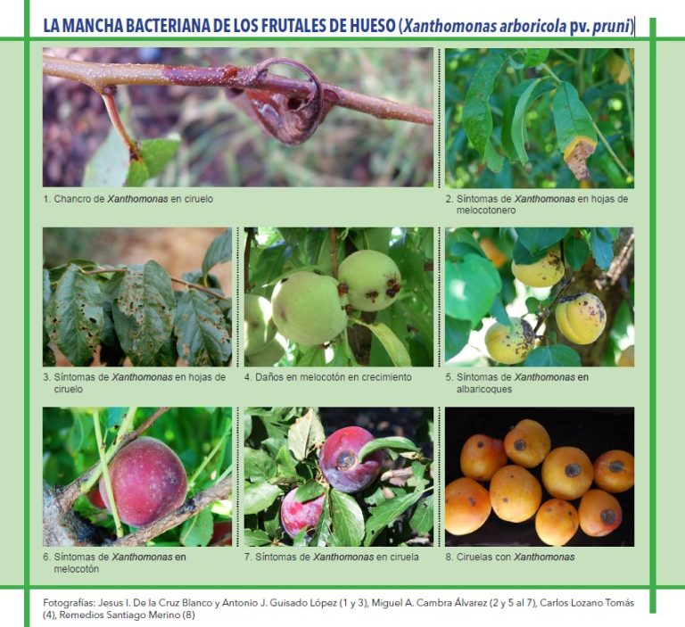 LA MANCHA BACTERIANA DE LOS FRUTALES DE HUESO (Xanthomonas arboricola pv. pruni)