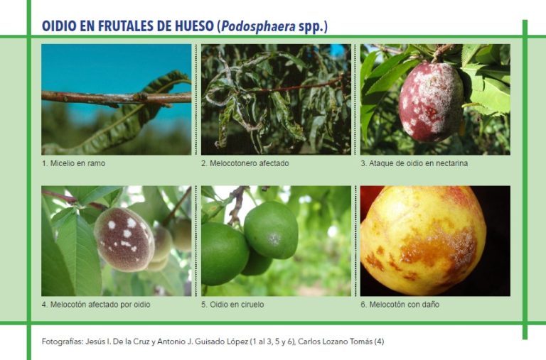 OIDIO EN FRUTALES DE HUESO (Podosphaera spp.)