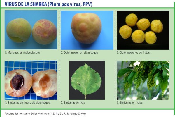VIRUS DE LA SHARKA (Plum pox virus, PPV)