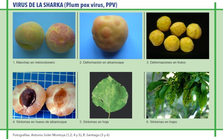 VIRUS DE LA SHARKA (Plum pox virus, PPV)