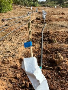 Desenmascarando el Peligro: Por Qué los Protectores de Bolsa de Plástico Son una Amenaza para Nuestros Árboles