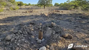 Reforestaciones - Protectores para árboles - Cuidatree.jpg