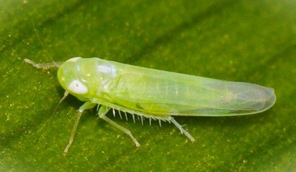 El mosquito verde del melocotonero en los frutales de pepita y hueso