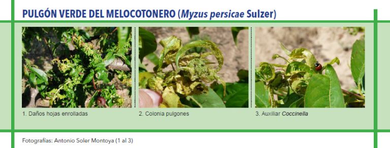 Pulgón verde del melocotonero en los frutales de hueso y pepita
