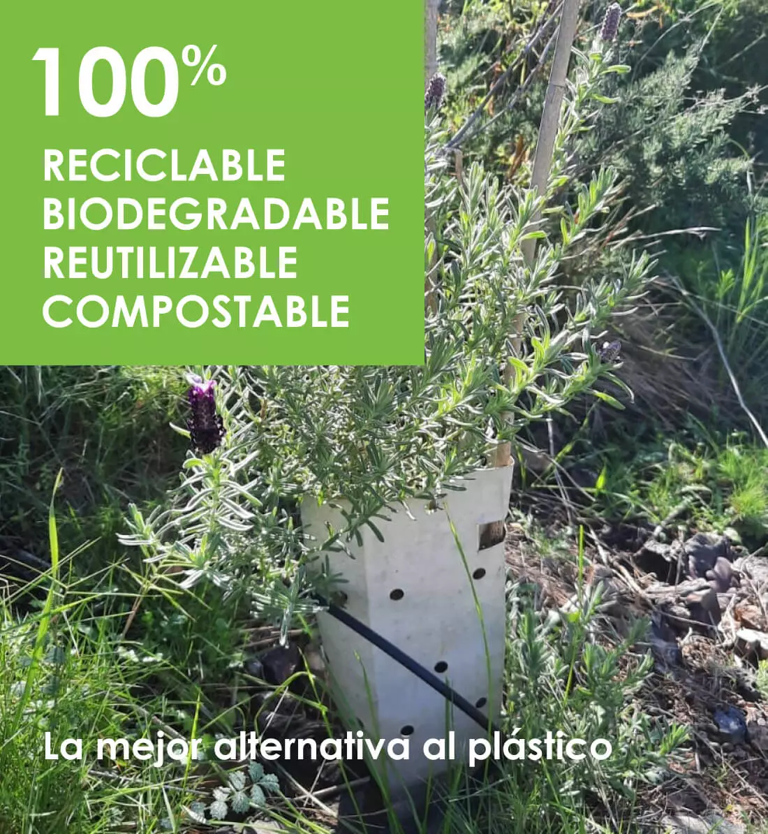 Protectores biodegradables para árboles y arbustos