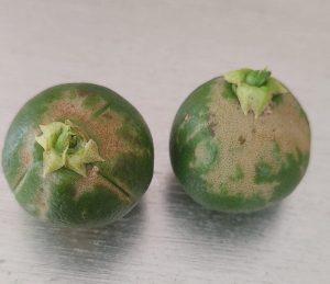 Cítricos Trips - Foto Agronews CV