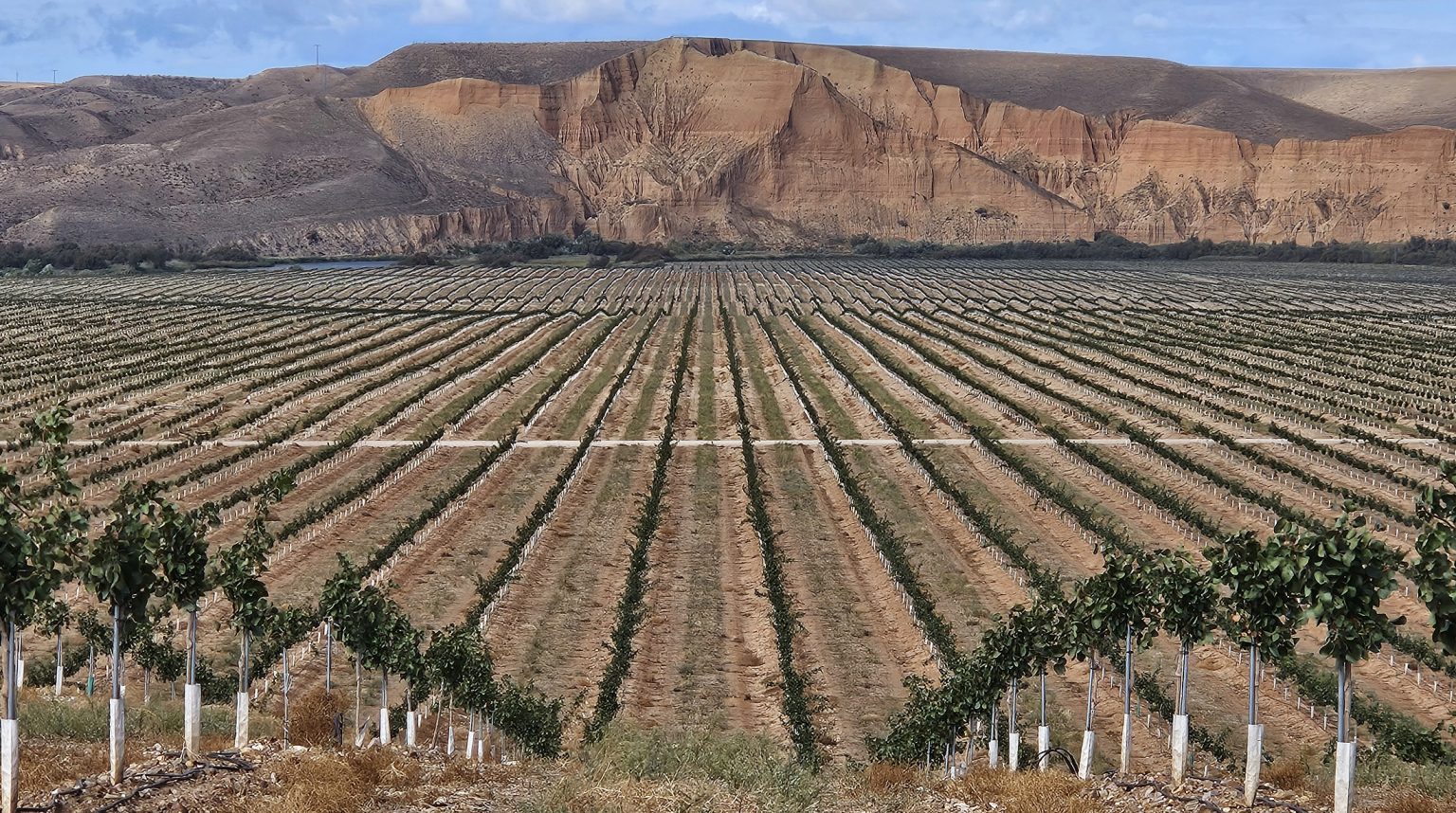 Plantacion de pistachos con protectores de arbol Cuidatree