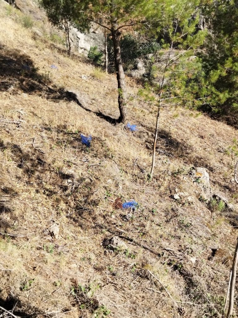 La marea plástica silenciosa: El problema oculto de los protectores agrícolas y la reforestación