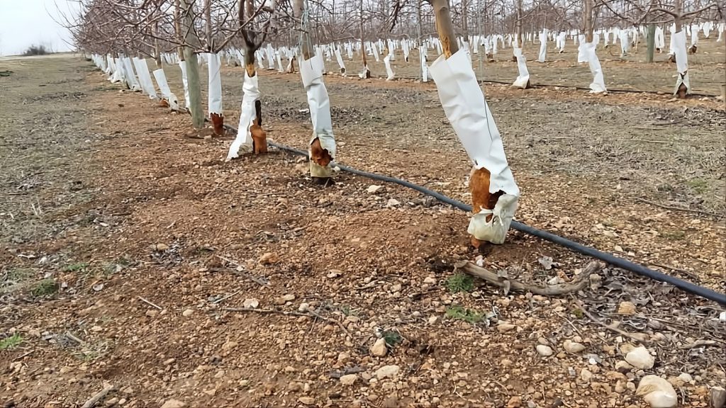 Alternativas a los protectores de árboles de plástico: Cuidatree