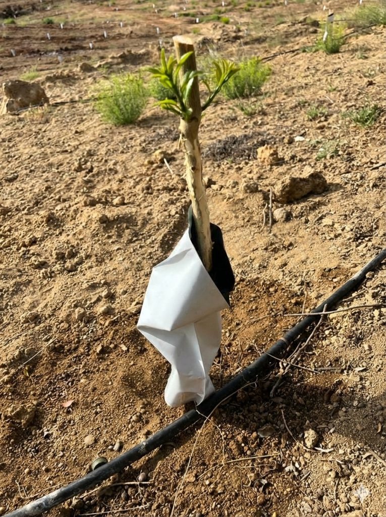 Alternativas a los protectores de árboles de plástico: Cuidatree